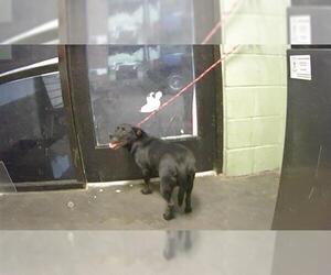 Toy Rat Doxie Dogs for adoption in Tulsa, OK, USA