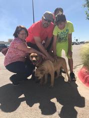 German Shepherd Dog Dogs for adoption in Midland, TX, USA