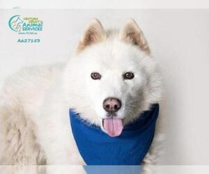 Samoyed Dogs for adoption in Camarillo, CA, USA