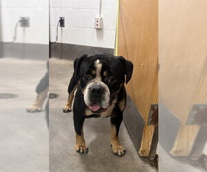 Bulldog Dogs for adoption in Forestville, MD, USA