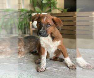Mutt Dogs for adoption in Paso Robles, CA, USA