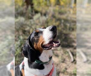 Treeing Walker Coonhound Dogs for adoption in Frisco, CO, USA