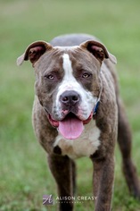 American Pit Bull Terrier Dogs for adoption in Rustburg, VA, USA