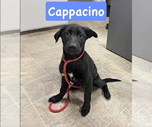 Golden Shepherd Dogs for adoption in Rustburg, VA, USA