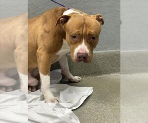 American Pit Bull Terrier-Unknown Mix Dogs for adoption in Las Vegas, NV, USA