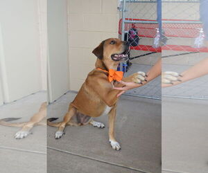 Coonhound-Unknown Mix Dogs for adoption in McKinney, TX, USA