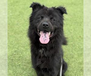 Chow Chow-Unknown Mix Dogs for adoption in Camarillo, CA, USA