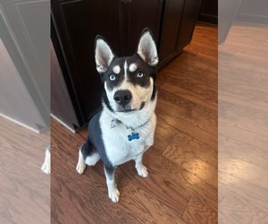 Siberian Husky-Unknown Mix Dogs for adoption in Holly Springs, NC, USA
