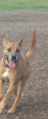 Boxer-Rhodesian Ridgeback Mix Dogs for adoption in Mishawaka, IN, USA