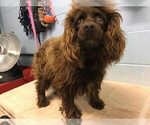 Cocker Spaniel Dogs for adoption in Woodland, CA, USA