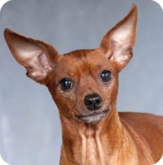 Chihuahua-Unknown Mix Dogs for adoption in San Fernando, CA, USA