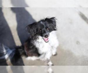 Pomeranian Dogs for adoption in Denver, CO, USA