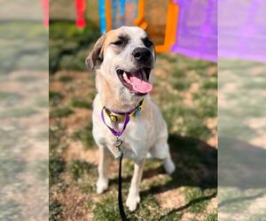 Mutt Dogs for adoption in Waterford, VA, USA