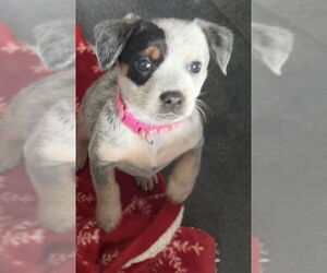 Mutt Dogs for adoption in Garden City, NY, USA