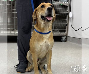 Retriever -Unknown Mix Dogs for adoption in Washington, DC, USA