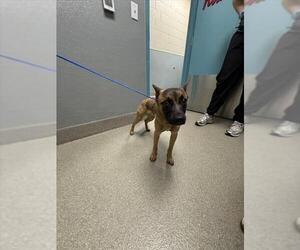 German Shepherd Dog-Unknown Mix Dogs for adoption in Las Vegas, NV, USA