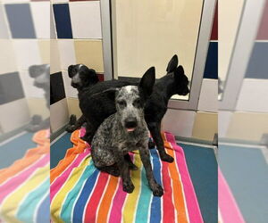 Labrador Retriever-Unknown Mix Dogs for adoption in Plano, TX, USA