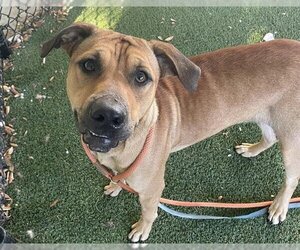 Black Mouth Cur Dogs for adoption in Tavares, FL, USA