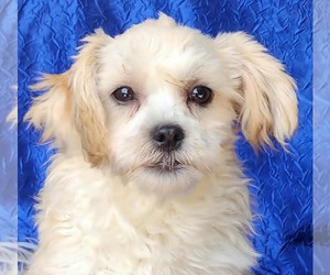 Shih-Poo Dogs for adoption in Cuba, NY, USA