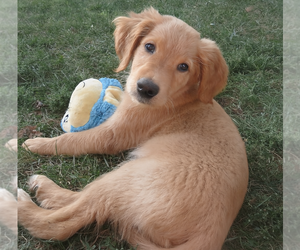 Golden Retriever Dogs for adoption in Grovertown, IN, USA