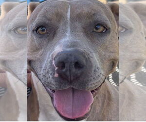 American Pit Bull Terrier-Unknown Mix Dogs for adoption in Chandler, AZ, USA