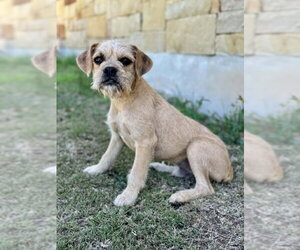Border Terrier-Unknown Mix Dogs for adoption in PIPE CREEK, TX, USA