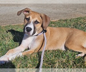 Mutt Dogs for adoption in Holly Springs, NC, USA