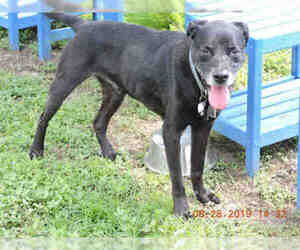 Labrador Retriever Dogs for adoption in Ocala, FL, USA