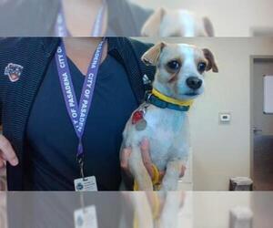 Rat Terrier Dogs for adoption in Pasadena, TX, USA