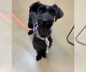 American Staffordshire Terrier-Unknown Mix Dogs for adoption in Sayreville, NJ, NJ, USA