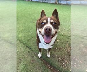 Medium Photo #2 Siberian Husky Puppy For Sale in Ojai, CA, USA