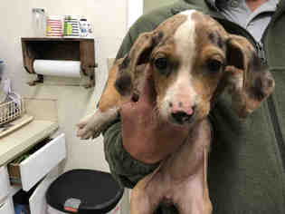 Bluetick Coonhound-Treeing Walker Coonhound Mix Dogs for adoption in Waynesville, NC, USA