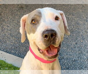 Mutt Dogs for adoption in Moreno Valley, CA, USA