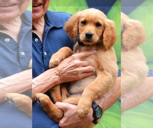 Golden Retriever Dogs for adoption in Enfield, CT, USA