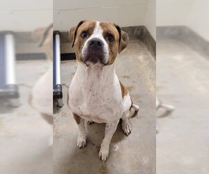 American Bulldog-Unknown Mix Dogs for adoption in Jackson, CA, USA