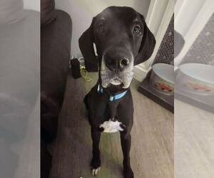Great Dane Dogs for adoption in Bullard, TX, USA