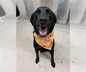 Labrador Retriever Dogs for adoption in Fairbanks, AK, USA