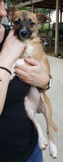 Medium Photo #1 Puggat Puppy For Sale in Baileyton, AL, USA