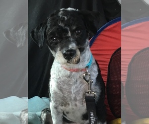 Bordoodle Dogs for adoption in Tonopah, AZ, USA
