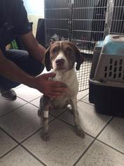 Pointer Dogs for adoption in Danbury, CT, USA