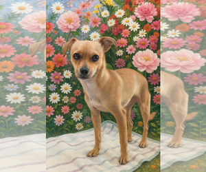 Chihuahua Dogs for adoption in Menifee, CA, USA