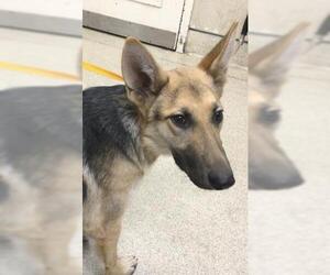 German Shepherd Dog Dogs for adoption in Riverside, CA, USA