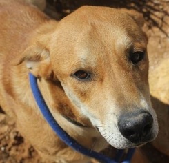 Labrador Retriever Dogs for adoption in Apple Valley, CA, USA