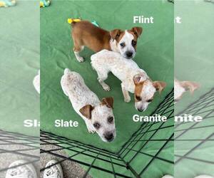 Texas Heeler Dogs for adoption in Turlock, CA, USA