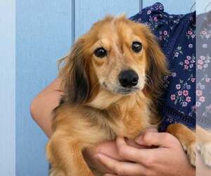 Colonial Cocker Spaniel-Dachshund Mix Dogs for adoption in Mukwonago, WI, USA