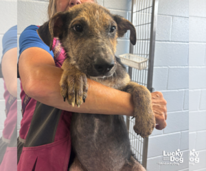 Mutt Dogs for adoption in Washington, DC, USA