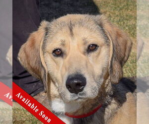 Coonhound-German Shepherd Dog Mix Dogs for adoption in Huntley, IL, USA