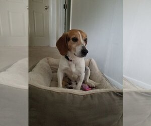 Beagle-Unknown Mix Dogs for adoption in Herndon, VA, USA
