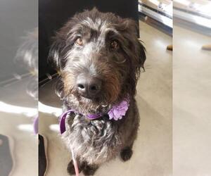 Labradoodle Dogs for adoption in Sandy, UT, USA
