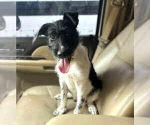 Mutt Dogs for adoption in Wakefield, RI, USA